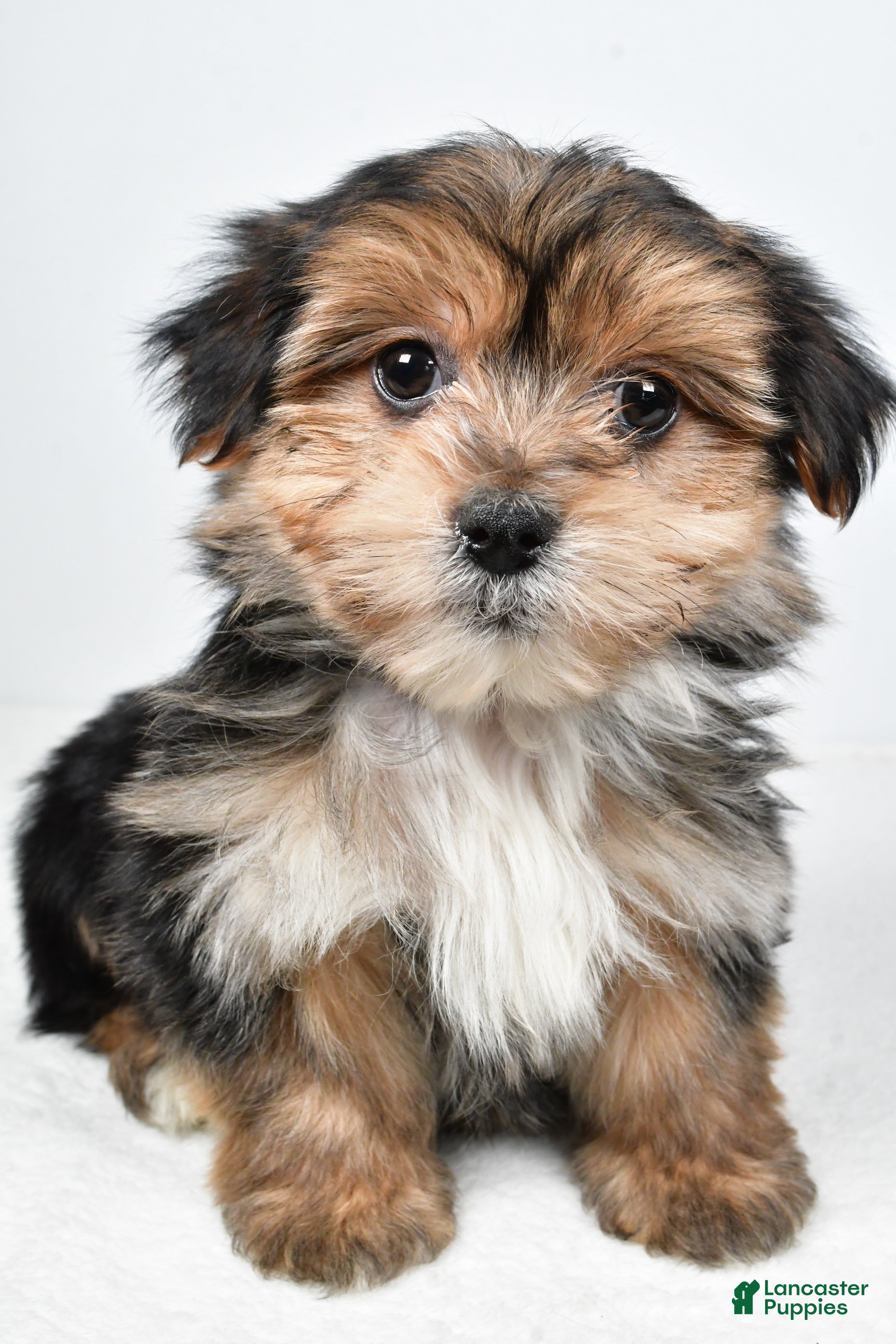 Morkie dogs Ronnie - Ad 1