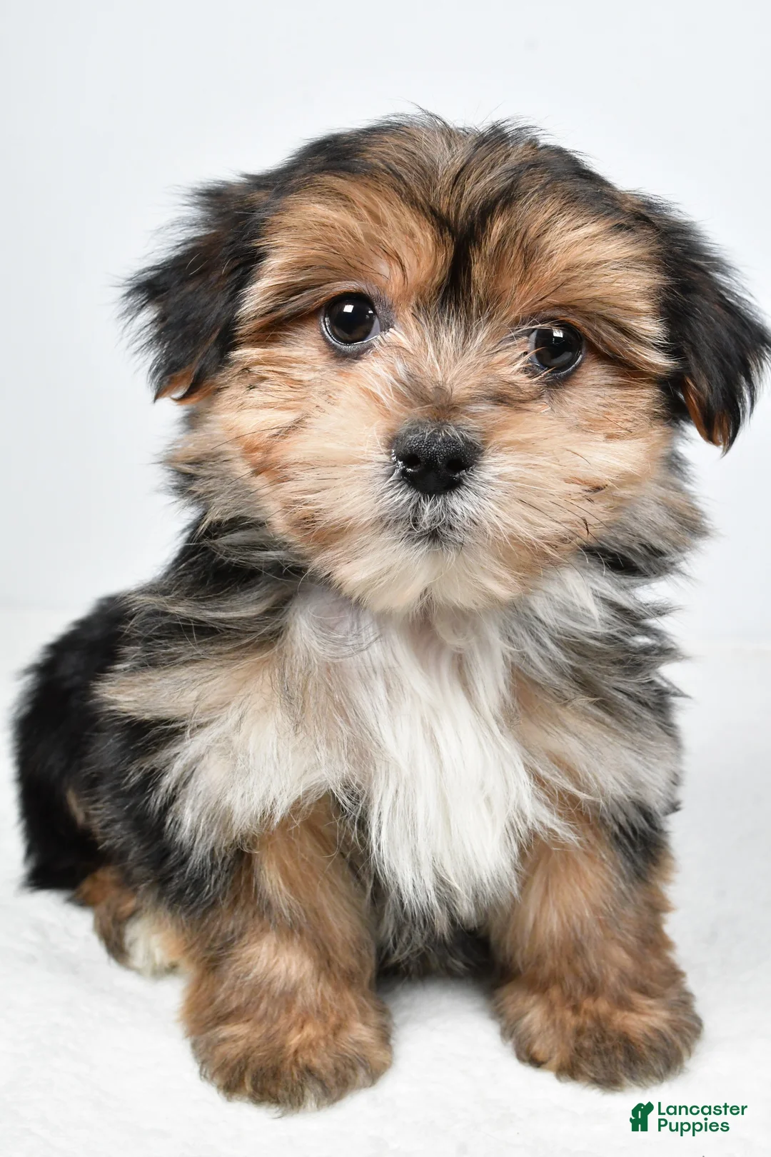 Morkie dogs for sale: Ronnie - Ad 6