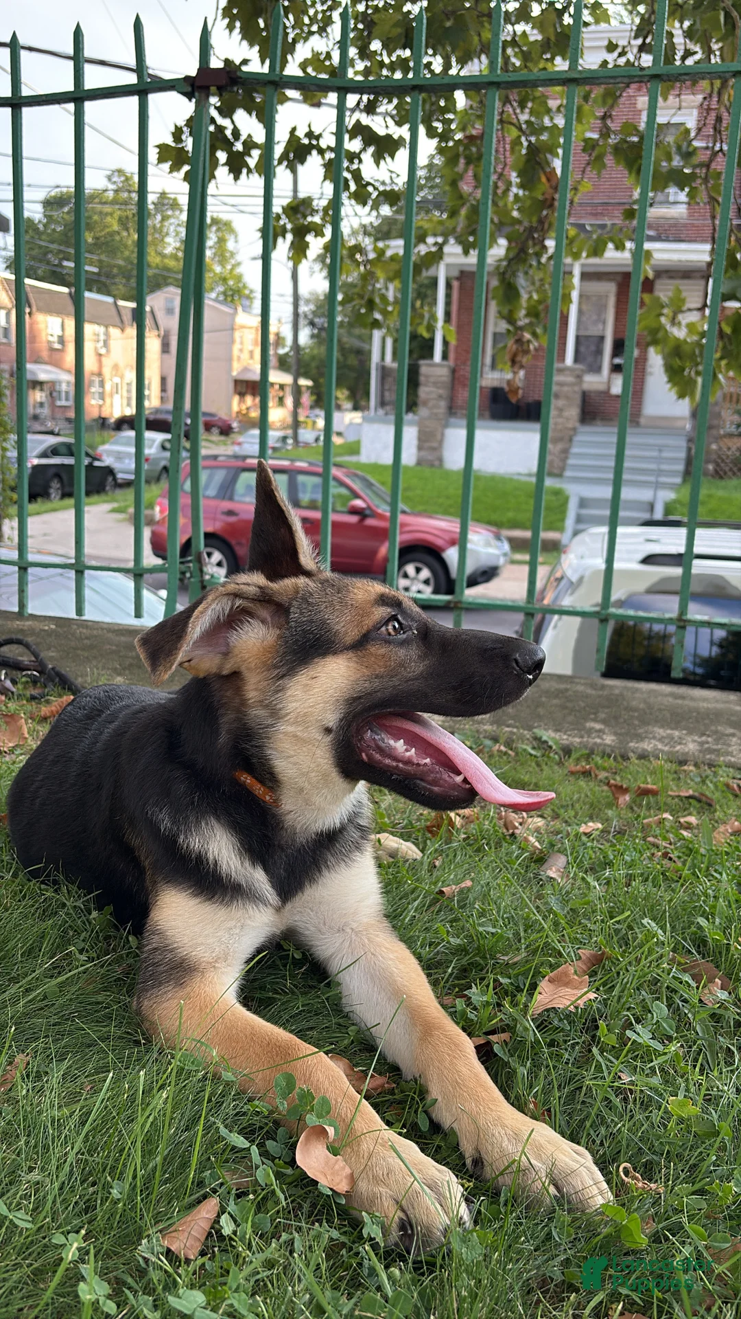 German Shepherd dogs for sale: Bean - Ad 1