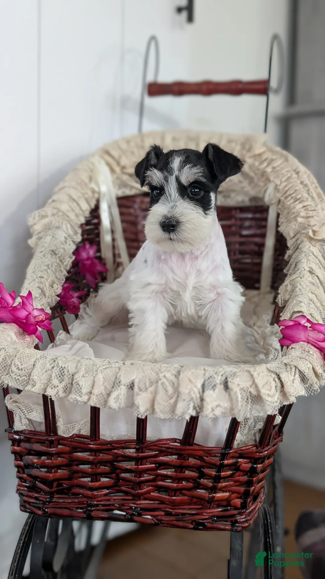 Miniature Schnauzer dogs for sale: Mason - Ad 3