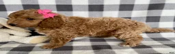 Mini Bernedoodle dogs for sale: Pixie - Ad 2