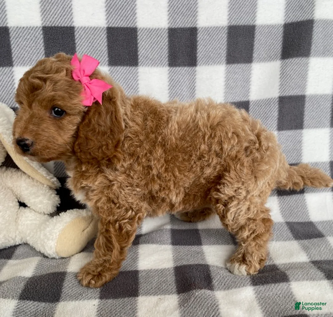 Mini Bernedoodle dogs for sale: Pixie - Ad 2