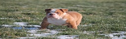 Olde English Bulldogge dogs for sale: Bluegates BOSS HOGG - Ad 4