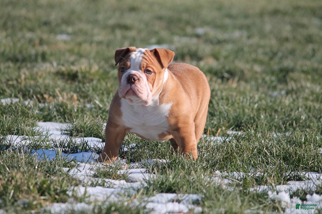 Olde English Bulldogge dogs for sale: Bluegates BOSS HOGG - Ad 4