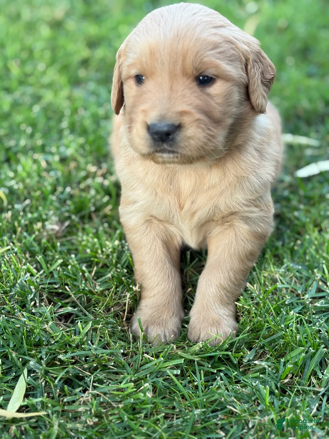 Golden Retriever dogs for sale: Green Boy Ranger - Ad 1