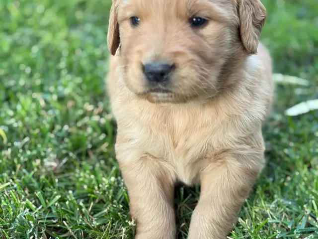 Golden Retriever dogs for sale: Green Boy Ranger - Ad 4