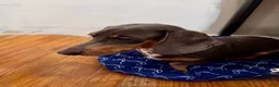 Dachshund dogs for sale: Zipper - Ad 4