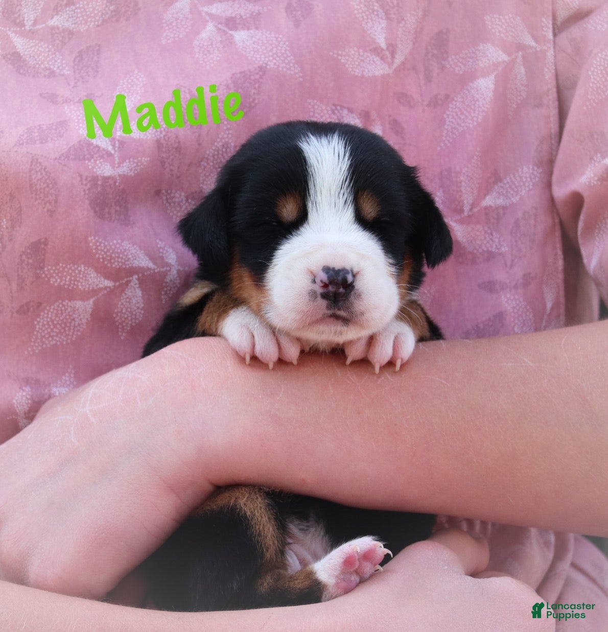 Greater Swiss Mountain Dog dogs Greater Swiss Mountain Dog Puppy 4 - Ad 1