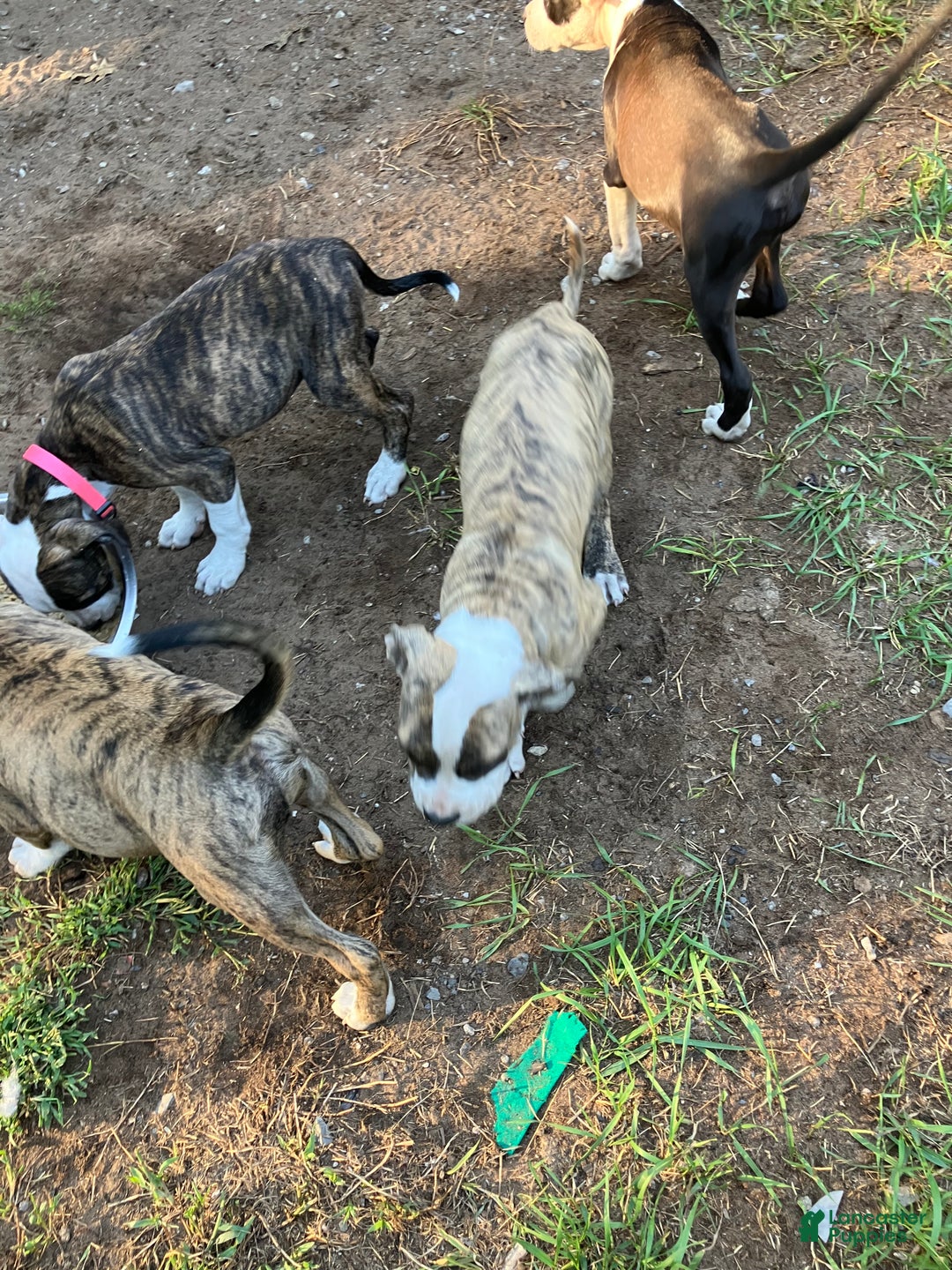 Mixed Breed dogs for sale: Pooh - Ad 8