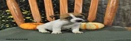 Jack Russell Terrier dogs for sale: Florence - Ad 3