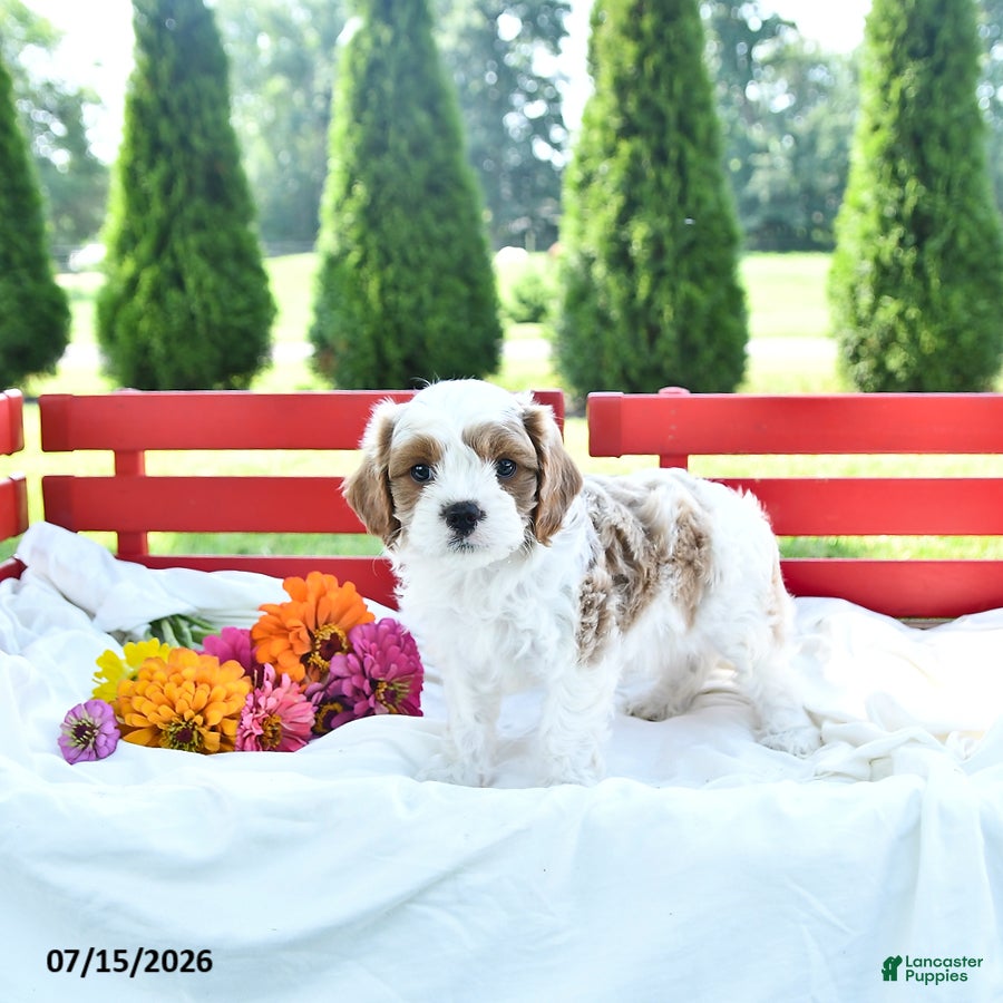 Cavapoo dogs Linford - Ad 1