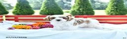 Cavapoo dogs for sale: Linford - Ad 1