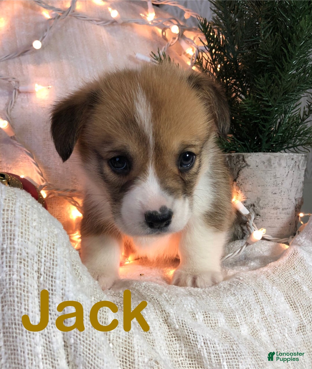 Welsh Corgi Pembroke dogs for sale: Jack - Ad 5