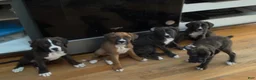 Mixed Breed dogs for sale: Boxenese Girl 2 - Ad 3