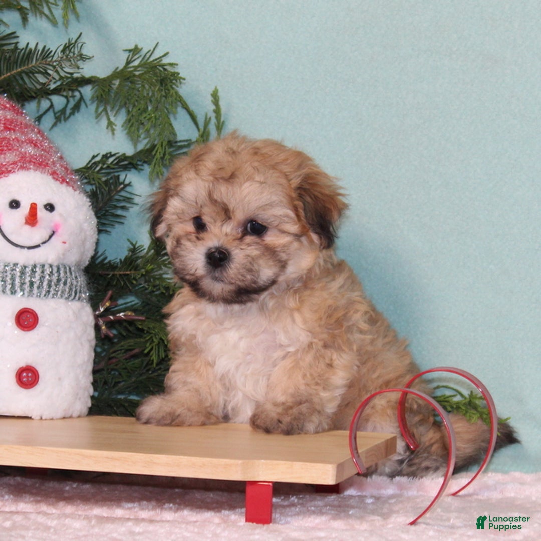 Teddy Bear dogs for sale: Kisses - Ad 4