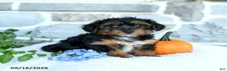 Yochon dogs for sale: Elijah - Ad 3