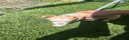 Chihuahua dogs for sale: Chihuahua Puppy 3 - Ad 4