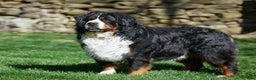 Bernese Mountain Dog dogs for sale: Smokey - Ad 6