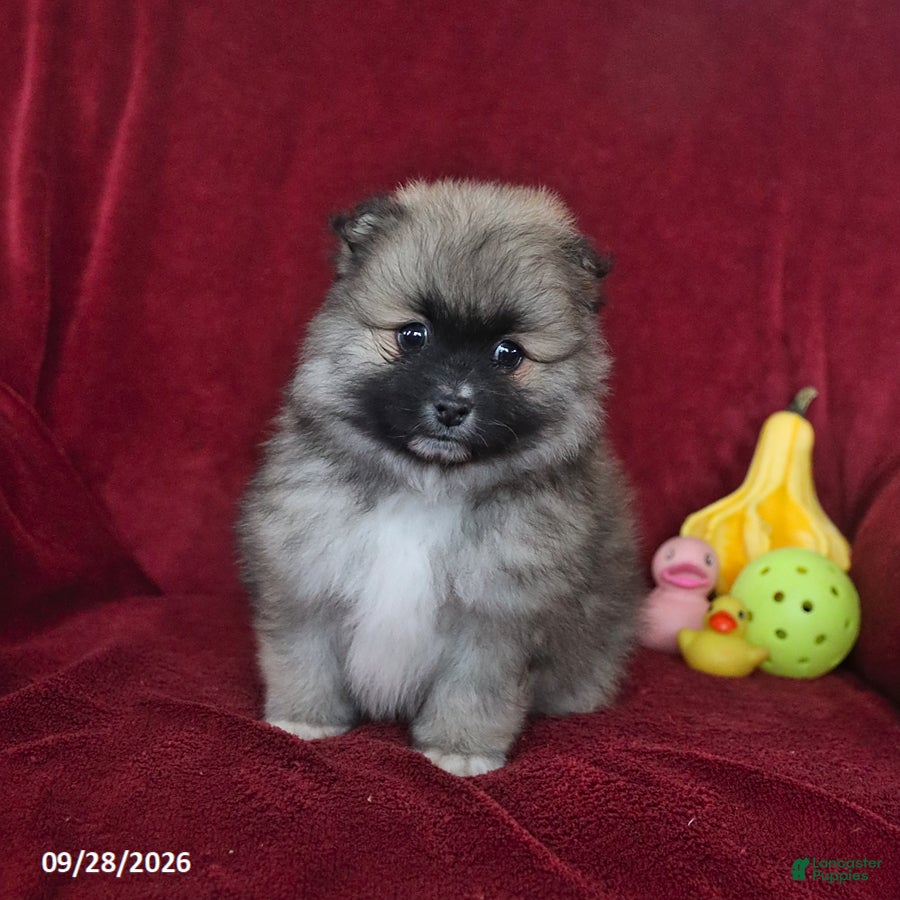 Pomeranian dogs Teddy - Ad 2