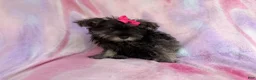 Miniature Schnauzer dogs for sale: Phoebe - Ad 1