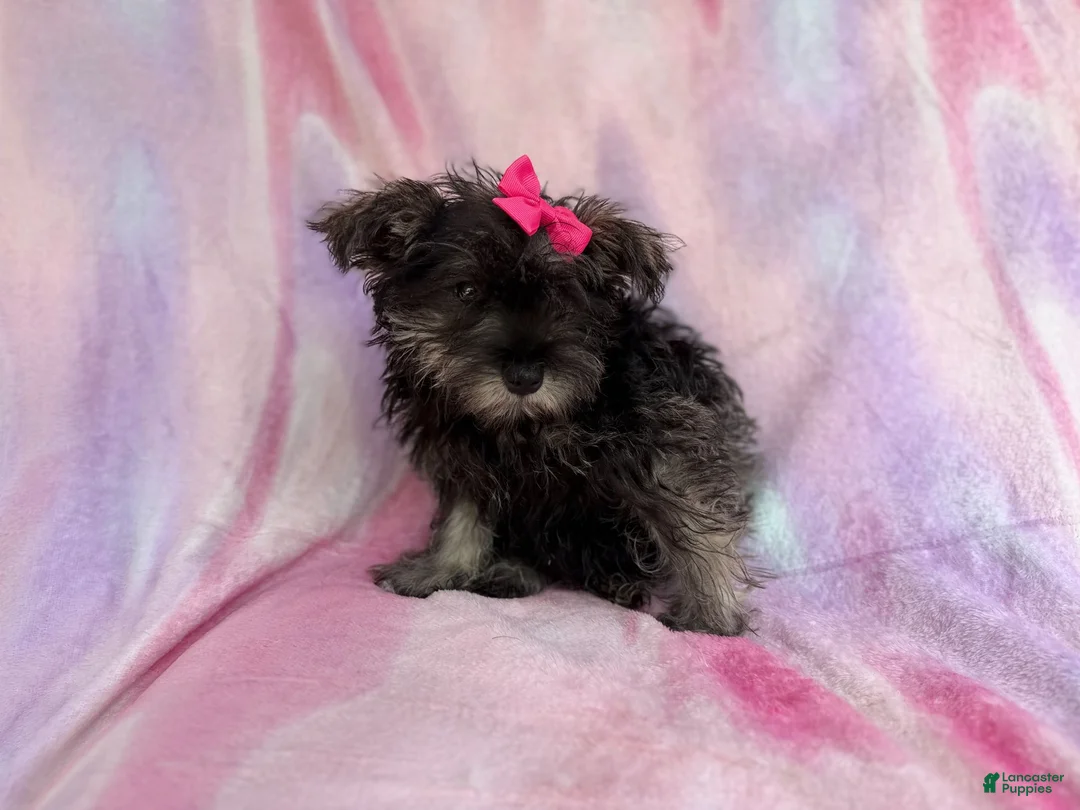 Miniature Schnauzer dogs for sale: Phoebe - Ad 1