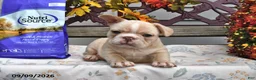 French Bulldog dogs for sale: Willow - Ad 1