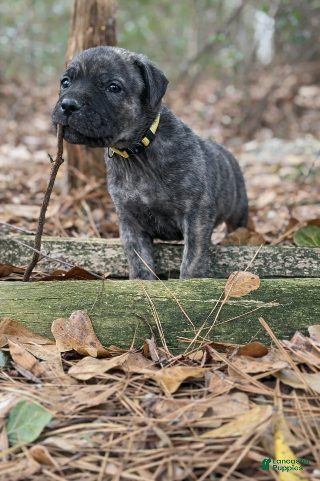 Cane Corso dogs for sale: Hera - Ad 2