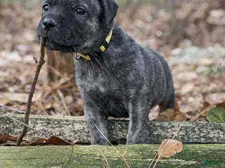 Cane Corso dogs Hera - Ad 19