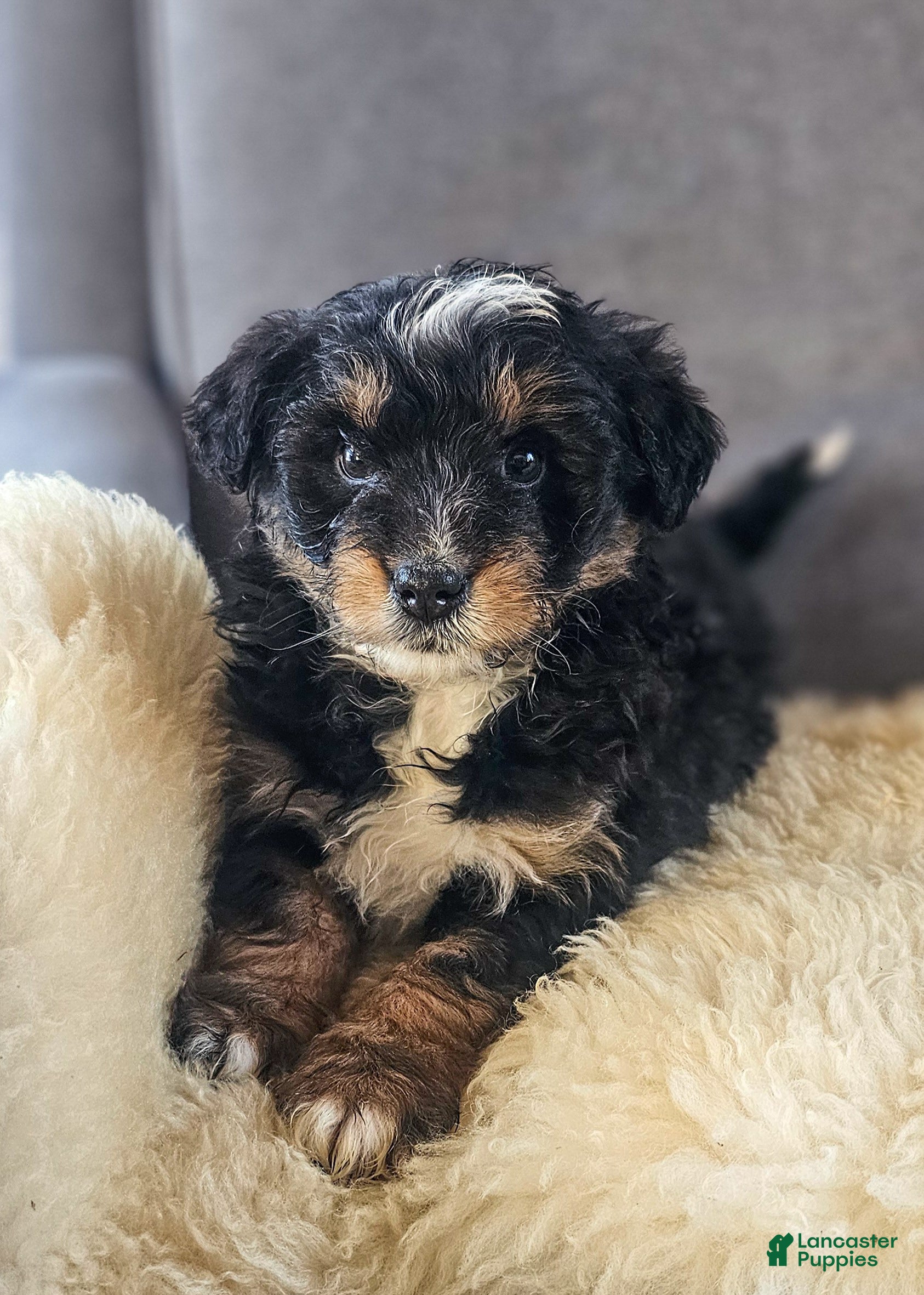 Mini Bernedoodle dogs Wilma - Ad 1