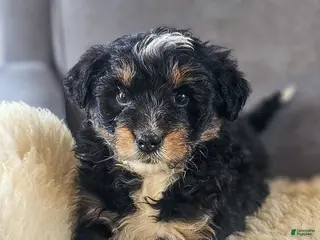 Mini Bernedoodle dogs Wilma - Ad 12