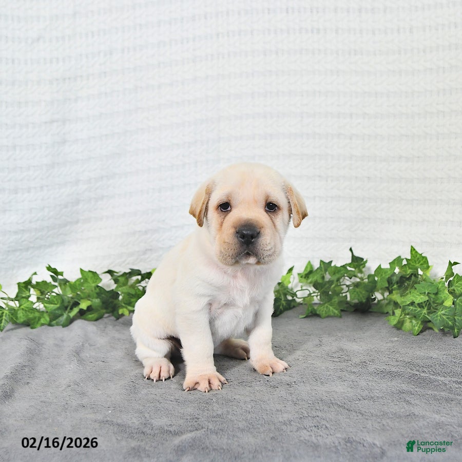 Mini Hippo dogs Cody - Ad 1