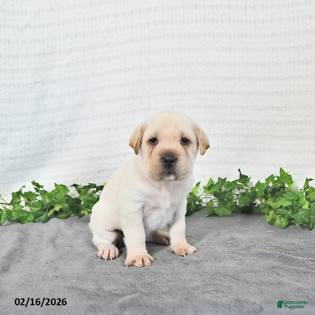 Mini Hippo dogs for sale: Cody - Ad 1