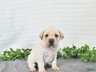 Mini Hippo dogs for sale: Cody - Ad 1