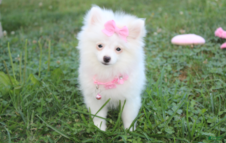Pomeranian dogs Bianca  - Ad 1