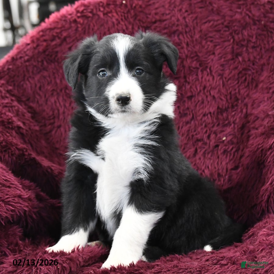 Border Collie dogs Rocky - Ad 39