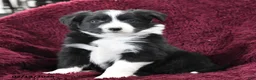 Border Collie dogs for sale: Rocky - Ad 1