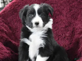 Border Collie dogs Rocky - Ad 39