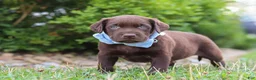 Labrador Retriever dogs for sale: Scout - Ad 7