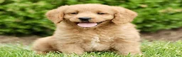 Labradoodle dogs for sale: Sunshine  - Ad 1