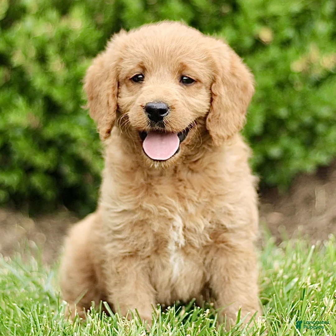 Labradoodle dogs for sale: Sunshine  - Ad 1