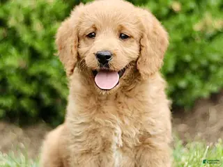 Labradoodle dogs for sale: Sunshine - Ad 4