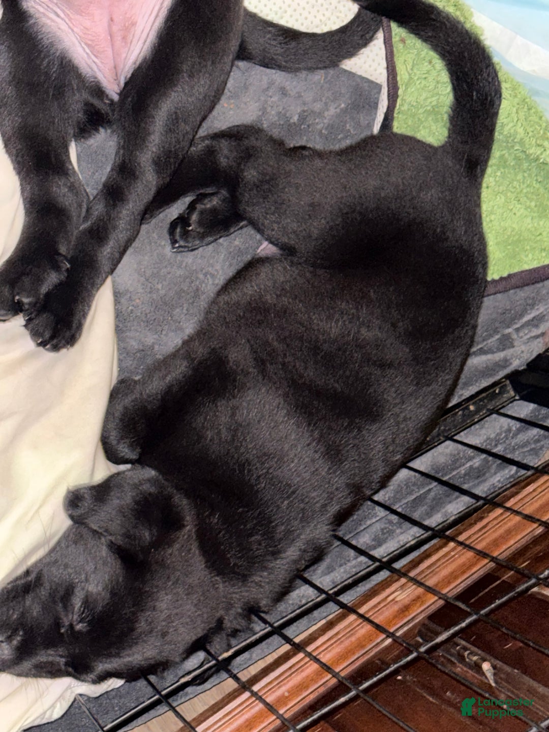 Mixed Breed dogs for sale: Mixed Breed Puppy 2 - Ad 3