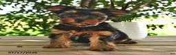 Yorkshire Terrier dogs for sale: Billy - Ad 4