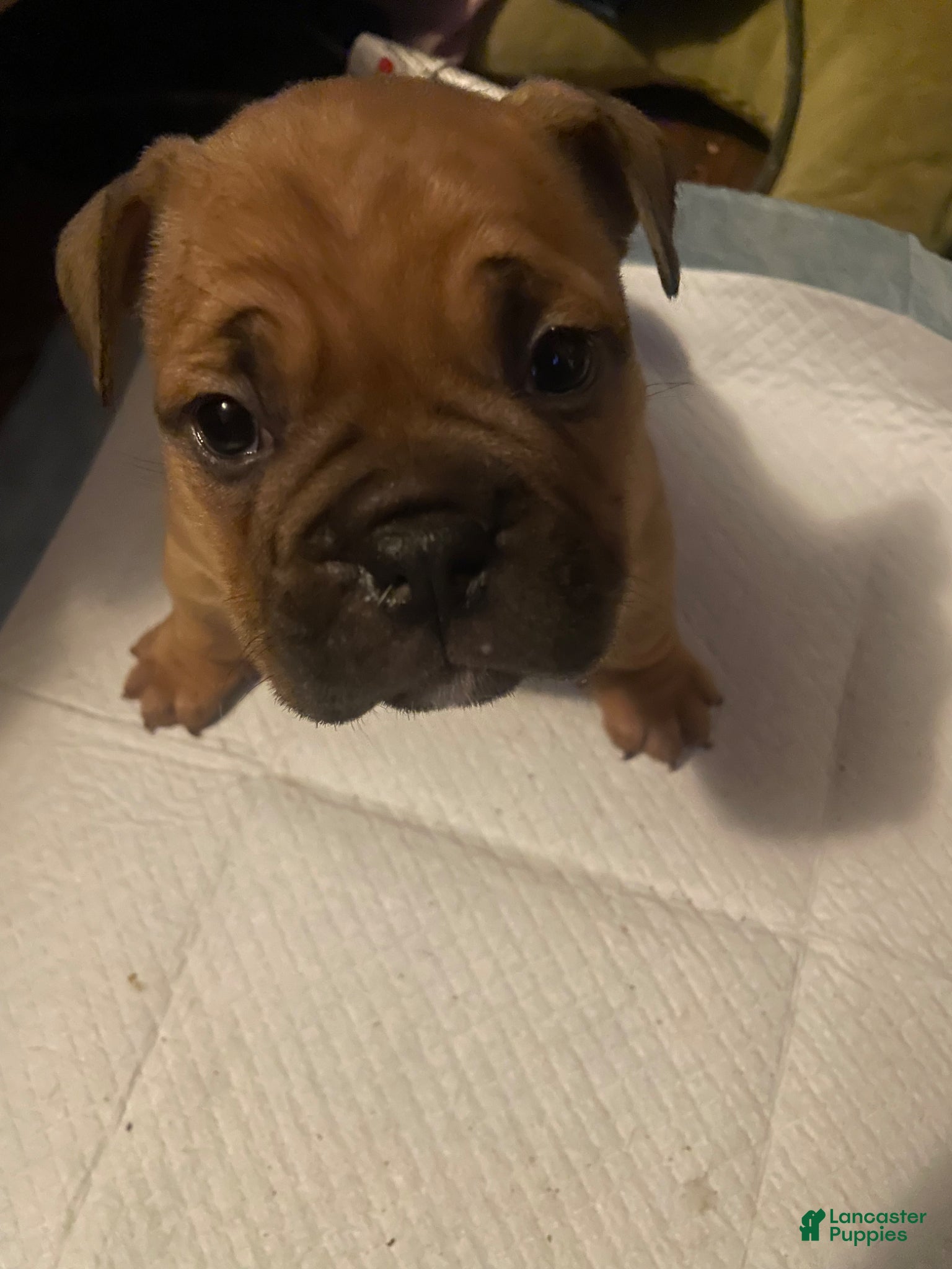 American Bully dogs Pocket Bully  - Ad 1