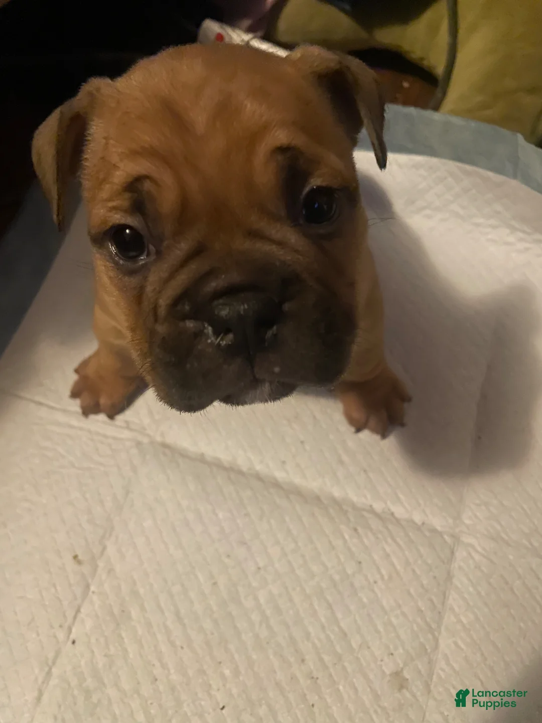 American Bully dogs for sale: Pocket Bully  - Ad 1