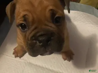 American Bully dogs for sale: Pocket Bully - Ad 2