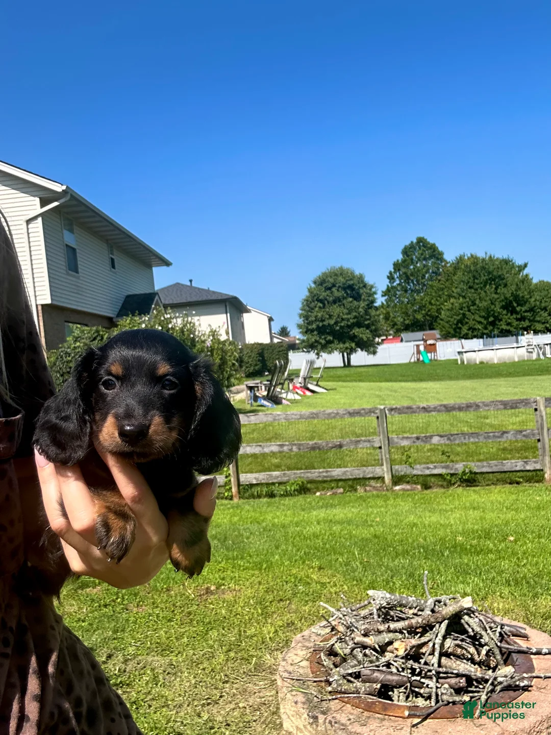 Miniature Dachshund dogs for sale: Ollie - Ad 1