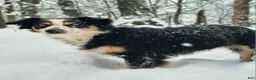 Australian Shepherd dogs for sale: Dollie - Ad 6
