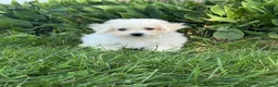 Bichpoo dogs for sale: Bear  - Ad 1