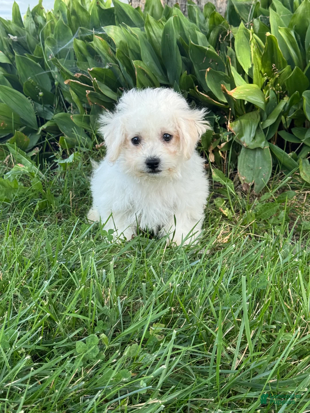 Bichpoo dogs for sale: Bear  - Ad 1